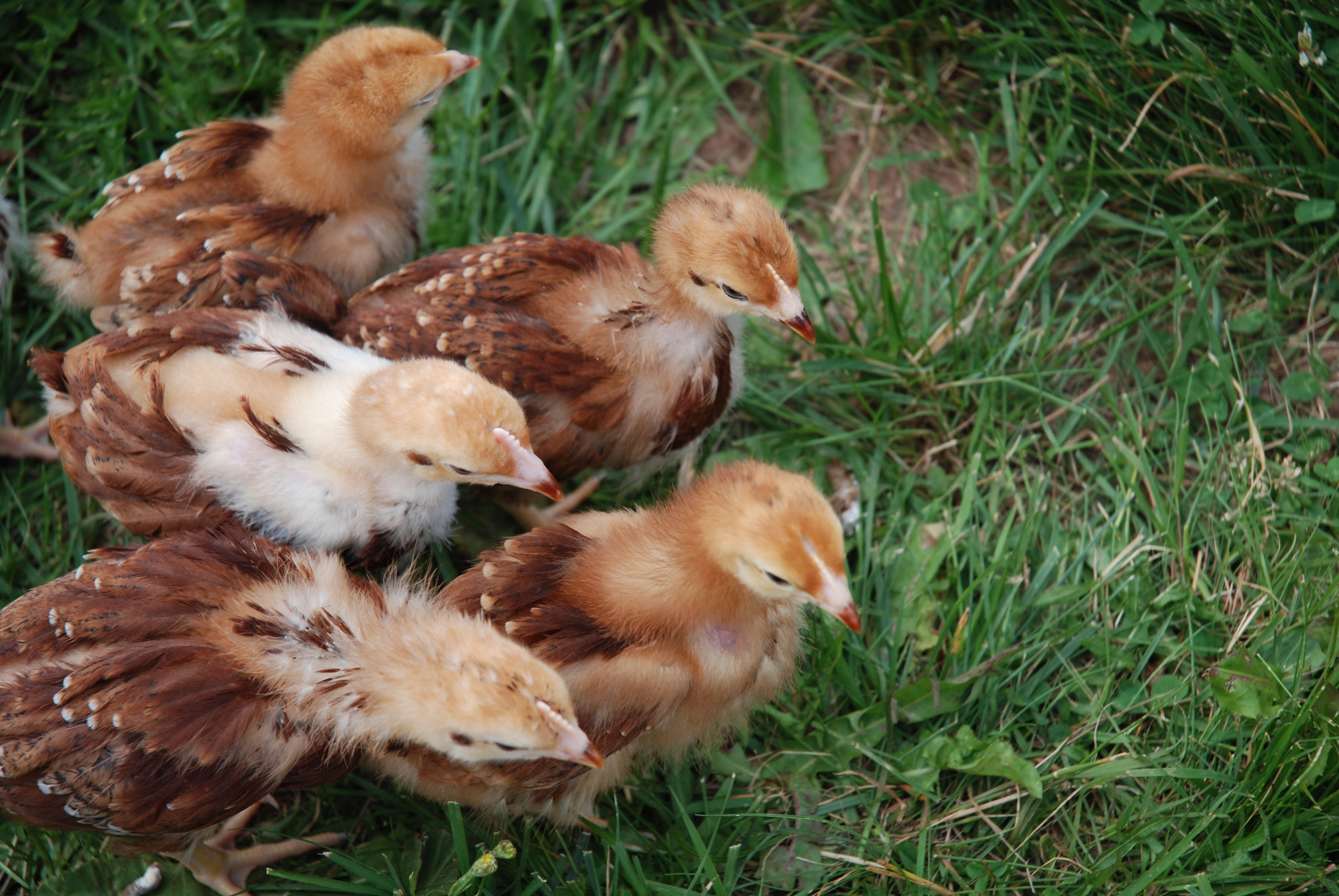 Raising Bantam Chickens: An Urban Farming Guide | Carte du Jour Farms